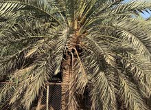 للبيع نخل مثمر فاخر للبيع نخل مثمر فاخر
