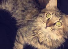 قطه شيرازيه للبيع قطه شيرازيه للبيع