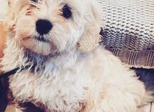 MALTIPOO MALE PUPPY MALTIPOO MALE PUPPY