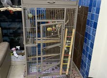 Bird Cage for Sale Bird Cage for Sale