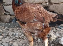 دجاجه هنديه امايه عله وجه بيض دجاجه هنديه امايه عله وجه بيض