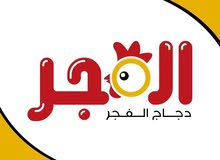 دجاج الفجر دجاج الفجر