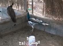 زوج طاووس زوج طاووس