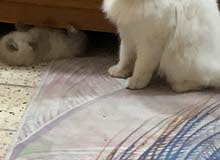 فحل شيرازي للبيع فحل شيرازي للبيع