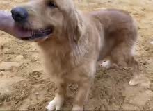2 pregnant golden retrievers for sale 2 pregnant golden retrievers for sale
