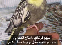 كوكاتيل للبيع كوكاتيل للبيع