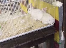 Rabbit with cage for sale