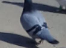 حمامه زاجل الصلي حمامه زاجل الصلي