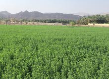 مطلوب ارض زراعية للاستثمار في سلطنة عمان - السنينة او عبري