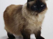 Couple Himalayan cats for sell Couple Himalayan cats for sell