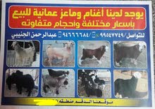 بيع وشراء المواشي بيع وشراء المواشي