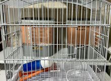 Cage birds or Rabbit