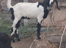 صخول للبيع صخول للبيع