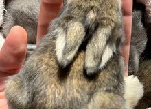 أرانب الزينة - أرنب أنقورا هولاند الوان نادرة ومميزه - Angora Holland bennies with special colors أرانب الزينة - أرنب أنقورا هولاند الوان نادرة ومميزه - Angora Holland bennies with special colors