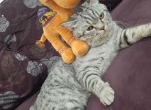 قط ذكر سكوتش ستريت العمر سنة ونصف للبيع - For sale Scottish Strait male cat 1.5 years قط ذكر سكوتش ستريت العمر سنة ونصف للبيع - For sale Scottish Strait male cat 1.5 years