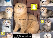 افضل واعلى قطط ذكور سكوتش وبريتش مسجلين للتزاوج افضل واعلى قطط ذكور سكوتش وبريتش مسجلين للتزاوج