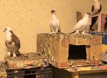 حمام زينه منوع حمام زينه منوع
