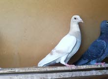 racing pigeon for sale racing pigeon for sale