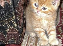 قطه للبيع قطه للبيع