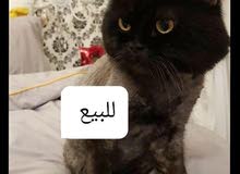 بيع القطط بيع القطط