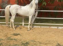 خيل عربي اصيل بطل خيل عربي اصيل بطل