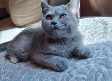 british short hair female kitten british short hair female kitten