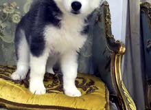 Siberian husky X malamute wolf dog Siberian husky X malamute wolf dog