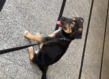 !!URGENT!! Dog/puppy mix Husky/Labrador !!URGENT!! Dog/puppy mix Husky/Labrador