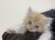 قطه للبيع قطه للبيع