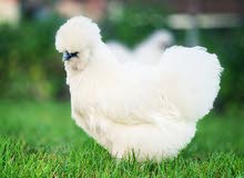 للبيع دجاج السلكي القطني ذو مستوى عالي للبيع دجاج السلكي القطني ذو مستوى عالي