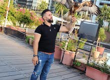 صقر للبيع صقر للبيع