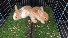 2 Rabbits for sale 2 Rabbits for sale