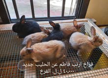 فراخ ارانب فراخ ارانب