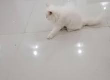 مطلوب قط مطلوب قط