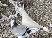 زوج حمام زوج حمام