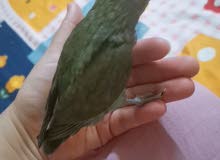 love Bird babies for sale love Bird babies for sale