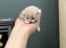 tiny cute kitten
