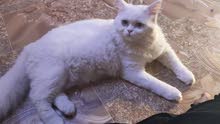 قط شيرازي قط شيرازي