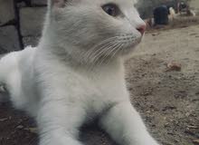 قطه شيرازيه للبيع اقره وصف قطه شيرازيه للبيع اقره وصف