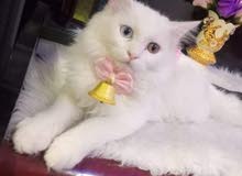 قطة للبيع شيرازي عمر 10 اشهر