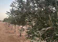 Mixed Use Land for Sale in Madaba Dalilet Al-Hamaideh