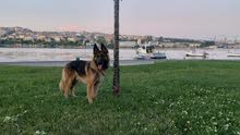 dog german shepherd dog german shepherd