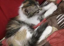 قطه شيرازيه قطه شيرازيه