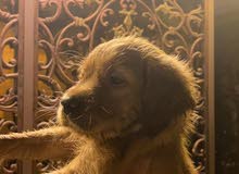 pure golden retriever puppy pure golden retriever puppy