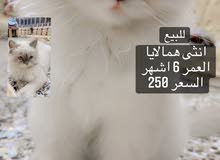 قطة همالايا قطة همالايا