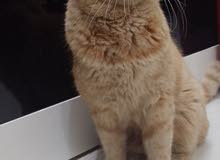 قط شيرازي. persian cat