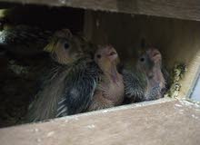 Cockatiel chicks available Cockatiel chicks available