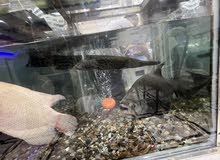 اسماك كبيره جدا للبيع - monster fishes for sell اسماك كبيره جدا للبيع - monster fishes for sell