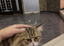 قط شيرازي للتزاوج قط شيرازي للتزاوج