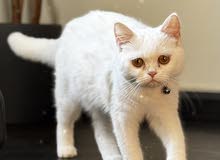 Female shorthair cat